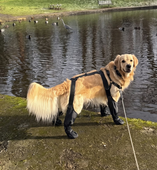 Botines Impermeables para Perros